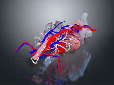 3D Rendered Human Heart Organ Model With Red Blue Blood Vessels Transparent Structure 3d model