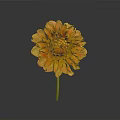 Vibrant Orange Dahlia Flower With Multiple Layers Of Petals And Green Stem Against Dark Background
