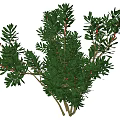 Lush Evergreen Arborvitae Tree Branches With Green Foliage And Red Accents For Decoration