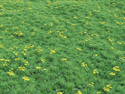 Lush Green Grass Meadow Scattered with Vibrant Yellow Flowers in Full Bloom 3d model