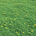 Lush Green Grass Meadow Scattered with Vibrant Yellow Flowers in Full Bloom