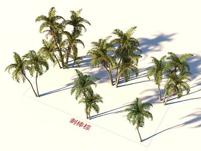 Lush Coconut Trees With Green Fronds And Shadows In Natural Grove 3d model