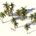 Lush Coconut Trees With Green Fronds And Shadows In Natural Grove