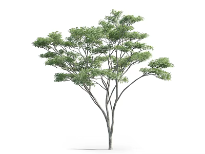 Tall Arbor Featuring Green Foliage and Multiple Trunks Isolated on White Background 3d model