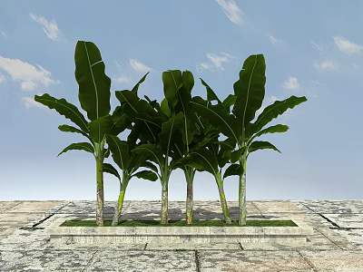 Tall Banana Trees With Lush Green Leaves On Stone Pavement Under Blue Sky 3d model