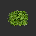 Green Shrub With Lush Green Leaves And Round Shape On Black Background