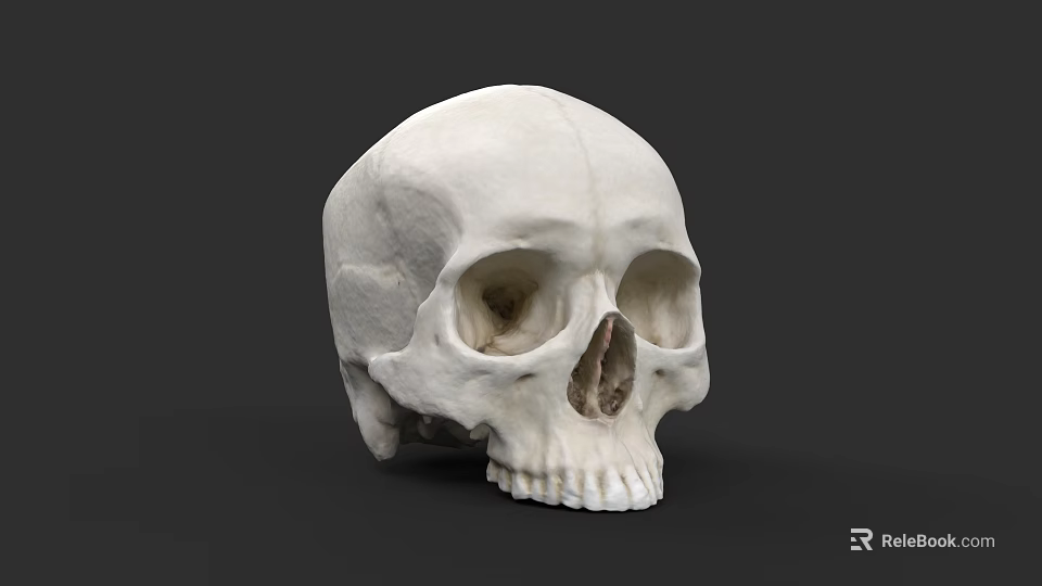 Realistic White Human Skull Model Showing Detailed Anatomical Bone Structure 3d model 