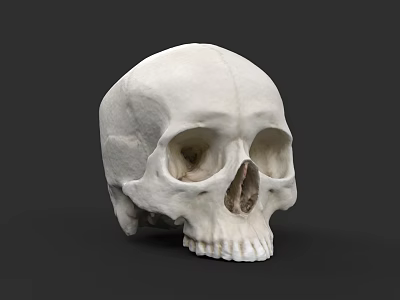 Realistic White Human Skull Model Showing Detailed Anatomical Bone Structure 3d model