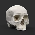 Realistic White Human Skull Model Showing Detailed Anatomical Bone Structure