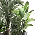 Bonsai Potted Plants Featuring Lush Green Tropical Leaves For Indoor Decoration