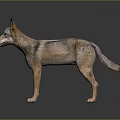 Realistic Wolf 3D Model With Brown Gray Fur Standing On Dark Background 3d model