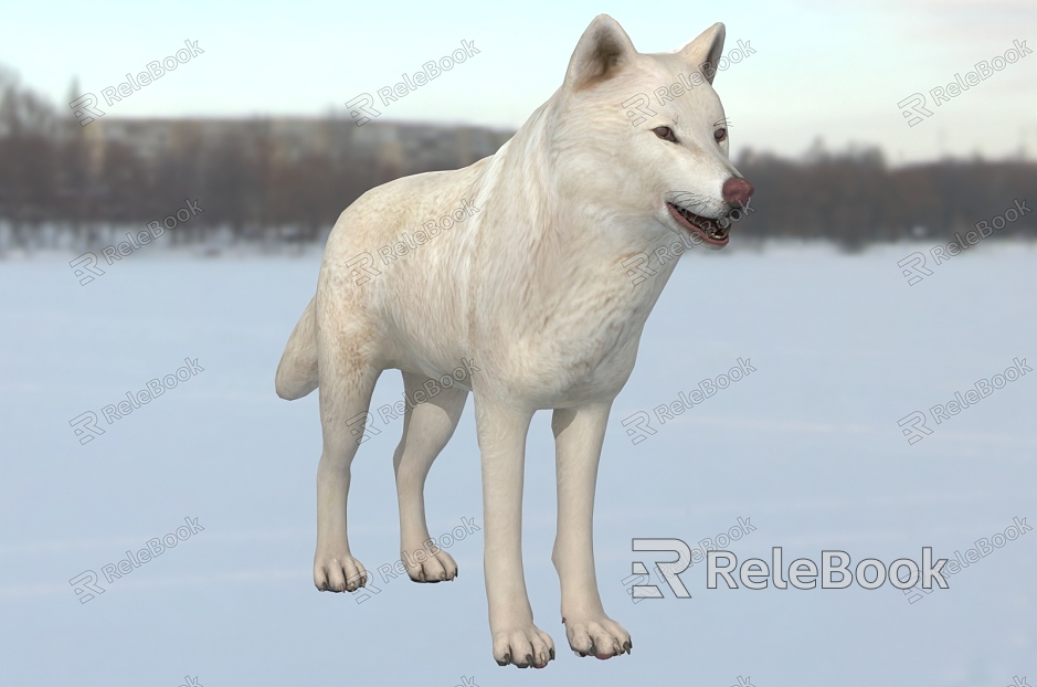 Arctic Wolf White Wolf Animal model