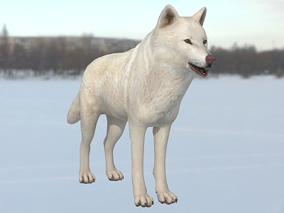 Arctic Wolf White Wolf Animal model