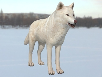 Arctic Wolf White Wolf Animal 3d model