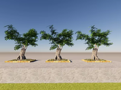 Lush Green Arbor Trees with Textured Trunks in Square Flower Beds Under Blue Sky 3d model
