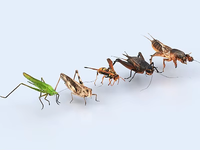 Insects Locust Grasshopper Grasshopper Cricket mole Cricket Earth Dog Wasp Hornet 3d model