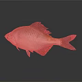Colorful Silver Fish With Scaly Body And Red Fins On Dark Background