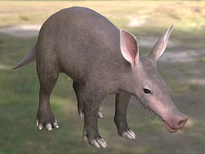 Unique Reptile With Long Snout Large Ears Sturdy Limbs And Gray Skin In Grassland 3d model
