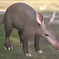 Unique Reptile With Long Snout Large Ears Sturdy Limbs And Gray Skin In Grassland