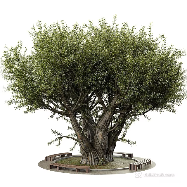 Tall Green Leafy Tree With Thick Trunk And Wooden Benches In Park 3d model 