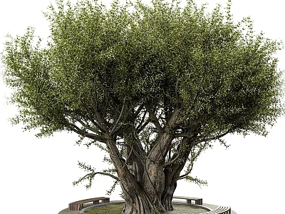 Tall Green Leafy Tree With Thick Trunk And Wooden Benches In Park 3d model