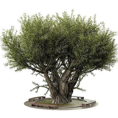 Tall Green Leafy Tree With Thick Trunk And Wooden Benches In Park 3d model