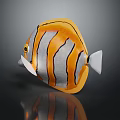Colorful Butterflyfish with Orange Gray Body and Black Stripes on Dark Background with Reflection