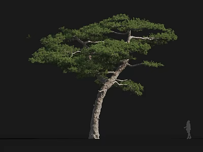 Tall Pine Tree With Curved Trunk And Lush Foliage Showing Height Via Small Figure 3d model