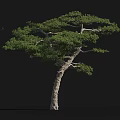 Tall Pine Tree With Curved Trunk And Lush Foliage Showing Height Via Small Figure