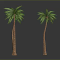 Six Curved Palm Trees With Brown Trunks Green Fronds And Gray Background Reflections