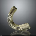 Detailed Close Up View Of Ancient Jawbone Organ With Curved Structure And Fossilized Teeth