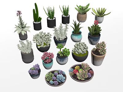 Variety of Bonsai and Potted Plants with Succulents Cacti and Colorful Ceramic Pots 3d model