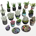 Variety of Bonsai and Potted Plants with Succulents Cacti and Colorful Ceramic Pots