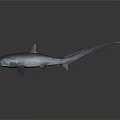 Realistic Gray Shark With Detailed Fins And Open Mouth On Dark Background