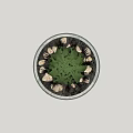 Green Spiky Succulent Plant in White Marble Patterned Ceramic Pot