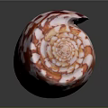 Vibrant Red and White Patterned Aquatic Conch with Orange Base and Reflection on Black Background 3d model