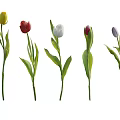 Various Colored Flowers With Green Stems And Leaves On White Background