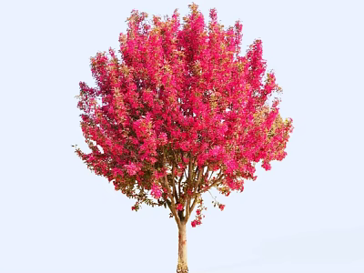 Stunning Blooming Arbor With Vibrant Pink Flowers Against Light Blue Sky 3d model