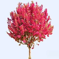 Stunning Blooming Arbor With Vibrant Pink Flowers Against Light Blue Sky
