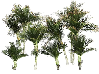 Areca Palm Trees With Lush Green Fronds And Tall Trunks For Landscaping 3d model