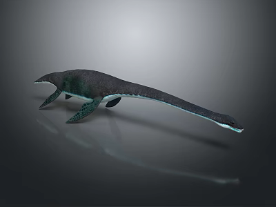 Plesiosaur 3D Model Long Neck Streamlined Body Dark Gray Skin On Gray Background With Reflection 3d model