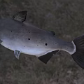 Large Dark Colored Spotted Fish As Aquatic Animal Species With Unique Traits