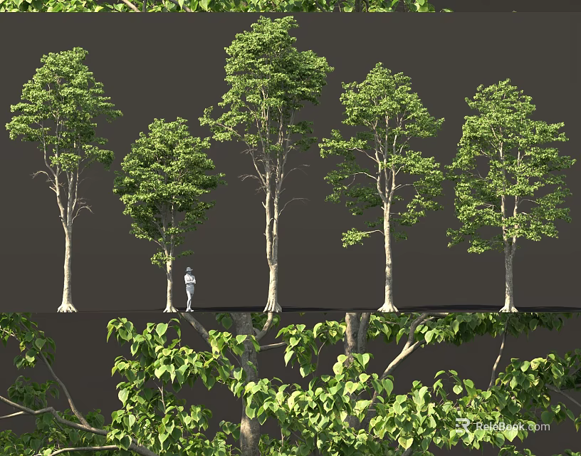 Various Green Leafy Arbors With Straight Trunks And Human Figure For Scale 3d model