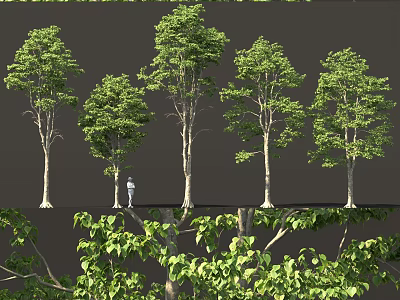 Various Green Leafy Arbors With Straight Trunks And Human Figure For Scale 3d model