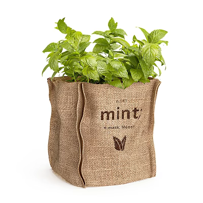 Indoor Decorative Potted Mint Plant in Burlap Sack with Fresh Green Leaves 3d model