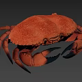 Red Aquatic Crab With Textured Shell And Extended Claws On Gray Surface