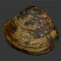 Natural Shell Organ With Hair Like Texture And Orange Black Surface Patterns