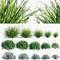 Various Types of Lush Green Grass and Shrub Plants Varieties
