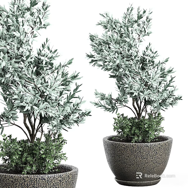Silver Green Leaf Olive Bonsai Potted Plants With Slender Trunks In Textured Dark Pots 3d model 