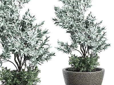 Silver Green Leaf Olive Bonsai Potted Plants With Slender Trunks In Textured Dark Pots 3d model
